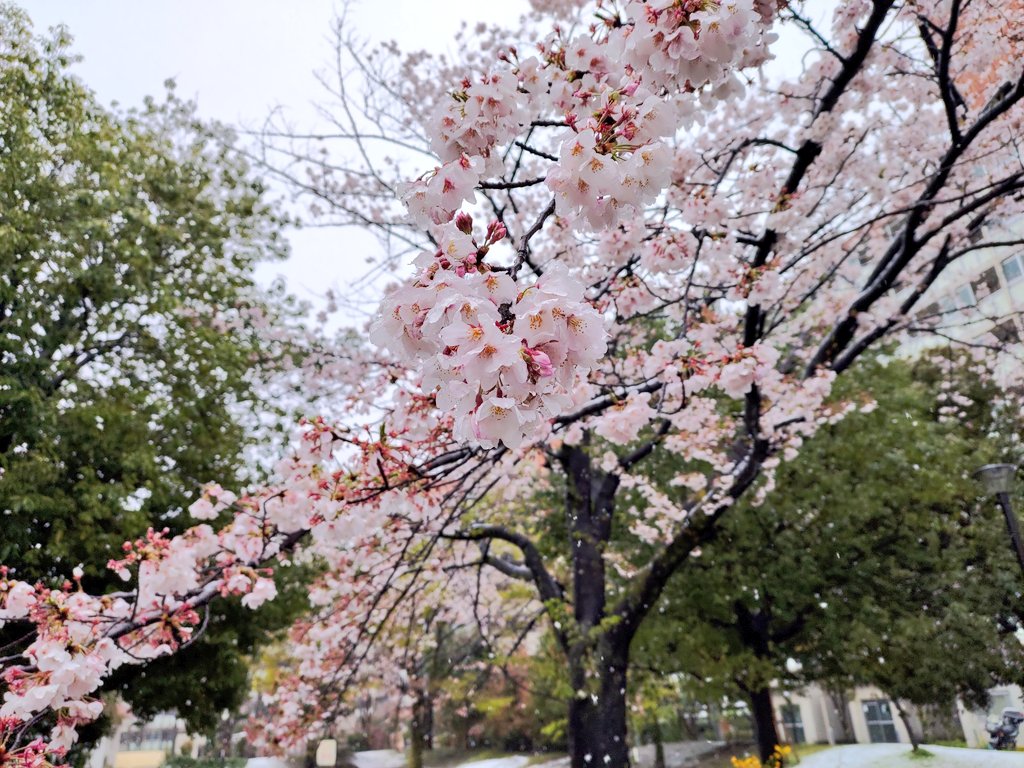 zenfone6
#ZenFoneで撮影した桜を愛でる会