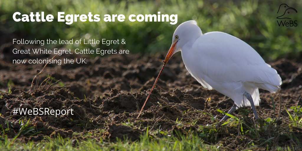 Cattle Egret numbers are growing fast in the UK - up from a maximum count of two in winter 2014/15 to a maximum of 158 in winter 2018/19:  http://www.bto.org/webs-annual-report  #WeBSReport  #ClimateChange  @JNCC_UK  @RSPBScience  @WWTconservation  @_BTO