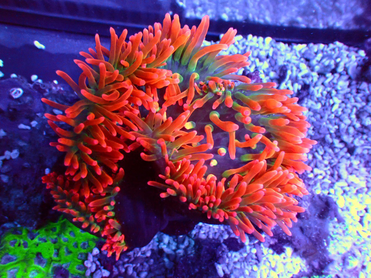 海水魚 生体 タマイタダキイソギンチャク スーパーレッド 海水魚 生体 タマイタダキイソギンチャク スーパーレッド