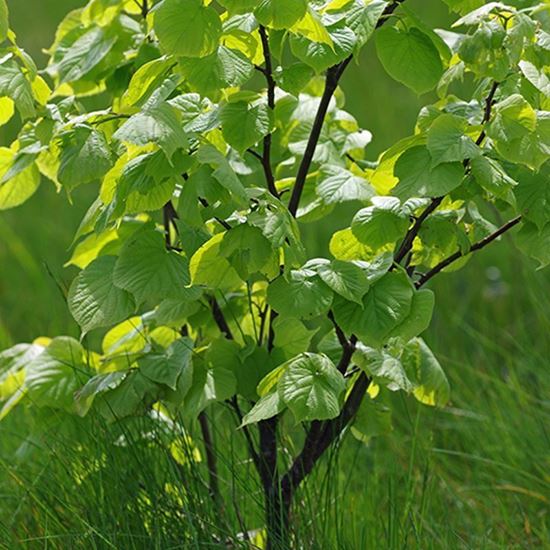 Scottish Forestry tweet media