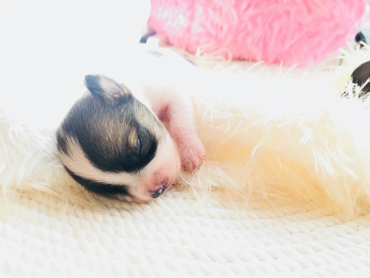 This is my baby dogs. So cute!!!