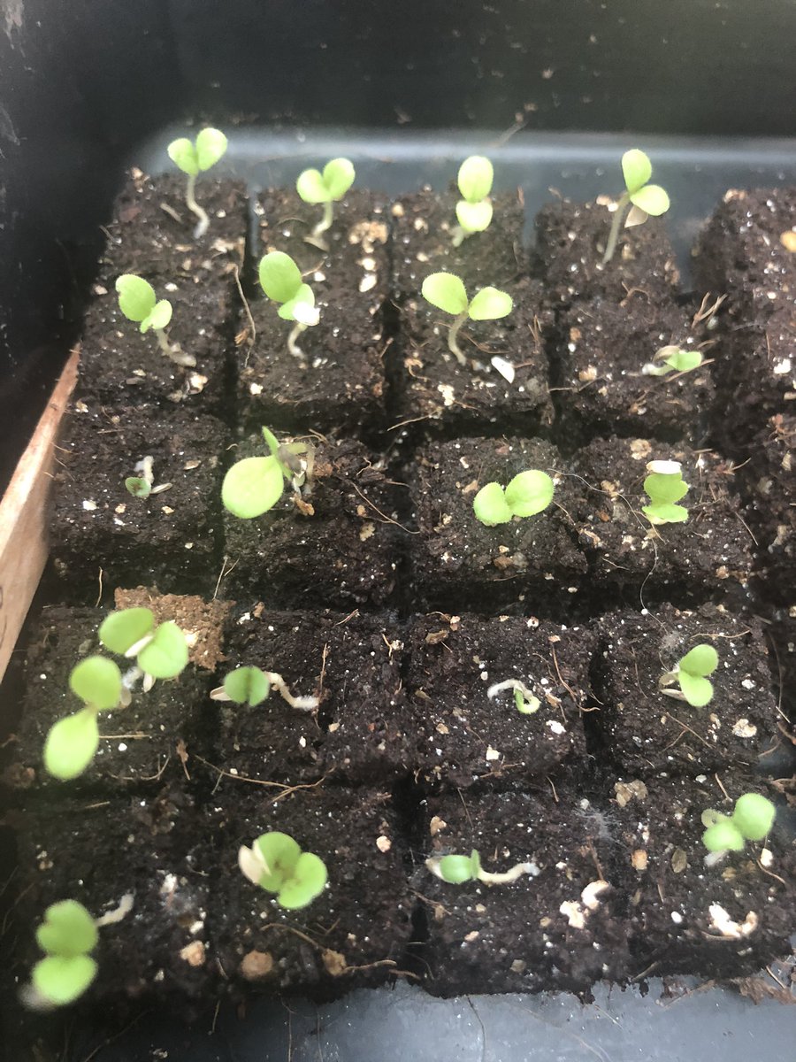 soilblockers's tweet photo. #soilblocking using #peatfree @Fertilefibre 100% germination #plasticfree https://t.co/FyJdACpOjQ
