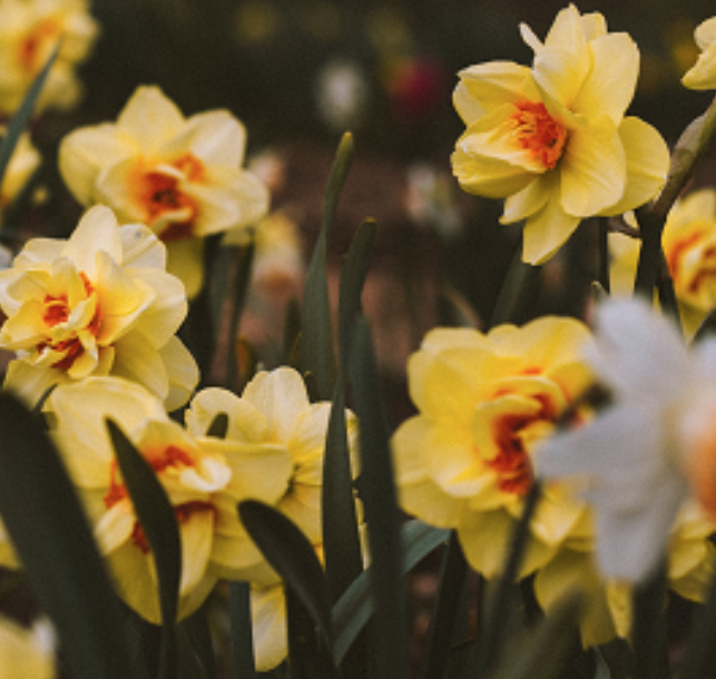 Charles Peacock, Director of Family Office Services at Sandaire highlights the impact of Covid-19 on charities, their staff and clients (beneficiaries). bit.ly/2JzQhhb #Sandaire #FamilyOffice #Covid19 #Charities