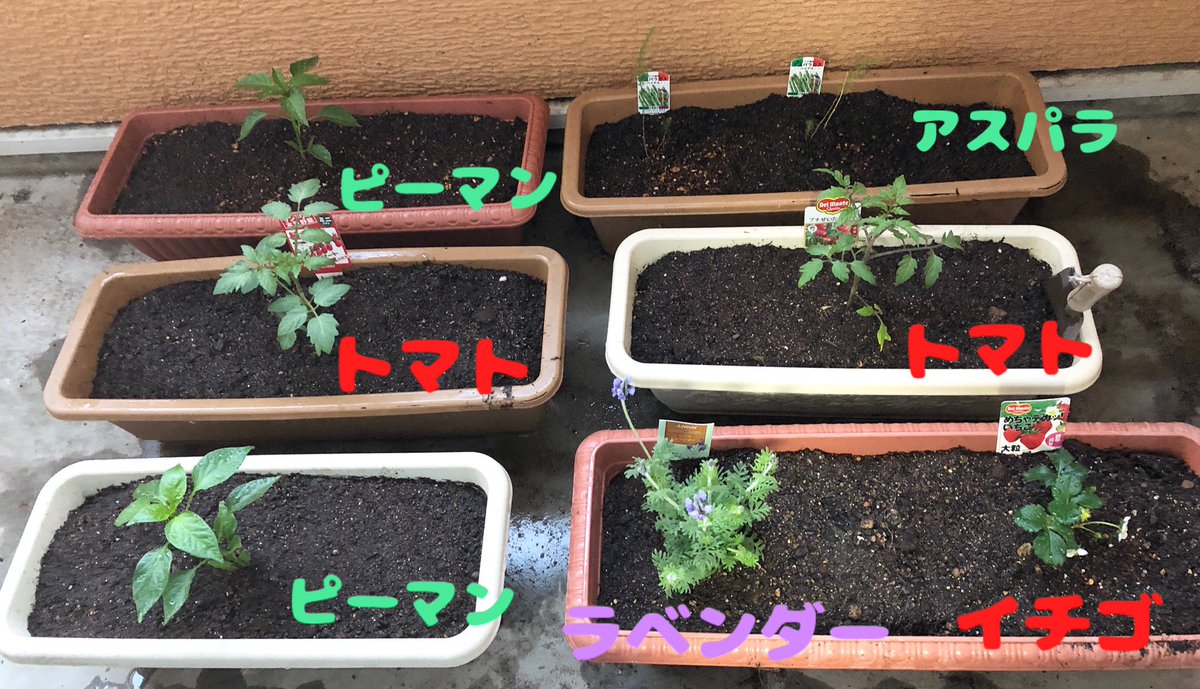 Yuko Twitter પર 苗をプランターにうつしたよー 今年も沢山収穫できるといいなぁーヾ ᵕ ﾉﾞ 家庭菜園 プランター栽培 プランター菜園 ベランダ栽培 ピーマン アスパラ ミニトマト イチゴ ラベンダー