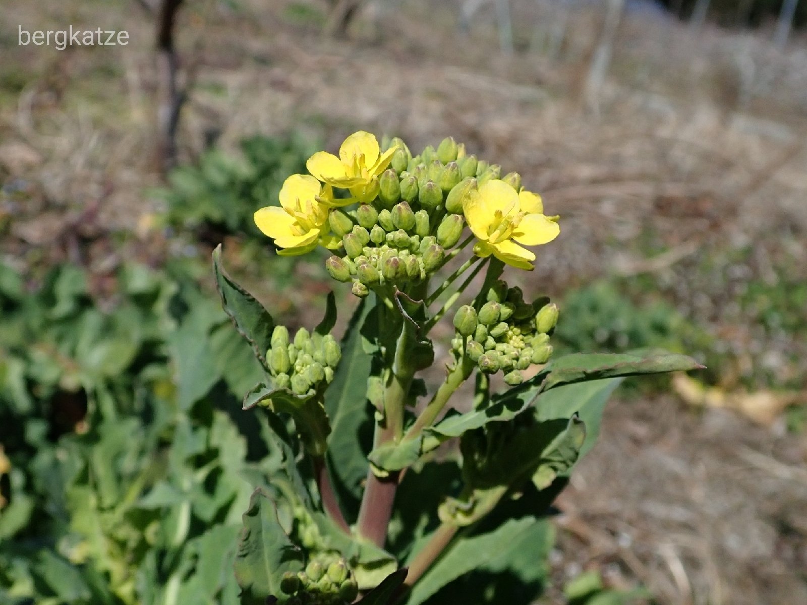 Bergkatze べるくかっつぇ 油菜 アブラナ Brassica Sp 正確な種名は分からないが これはセイヨウアブラナの系統 T Co P7ieog19ru Twitter