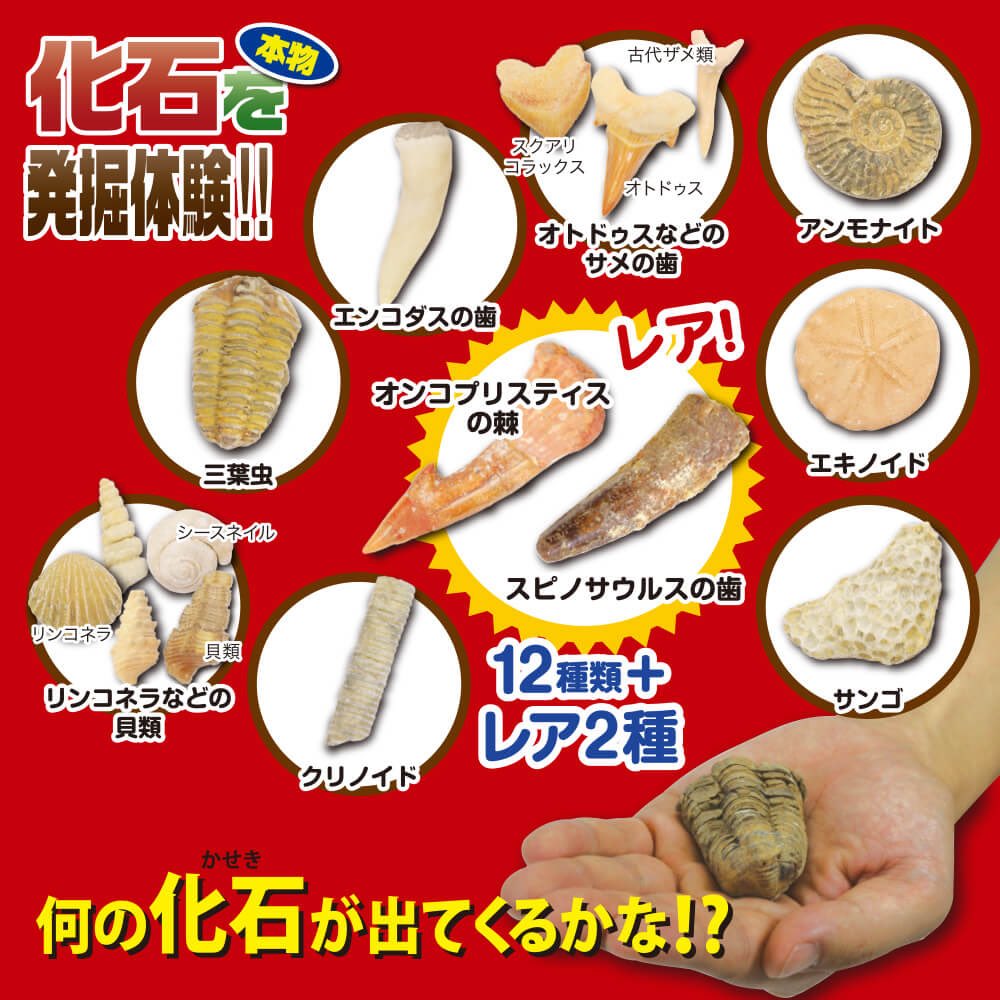 本物の化石 Twitter Search Twitter