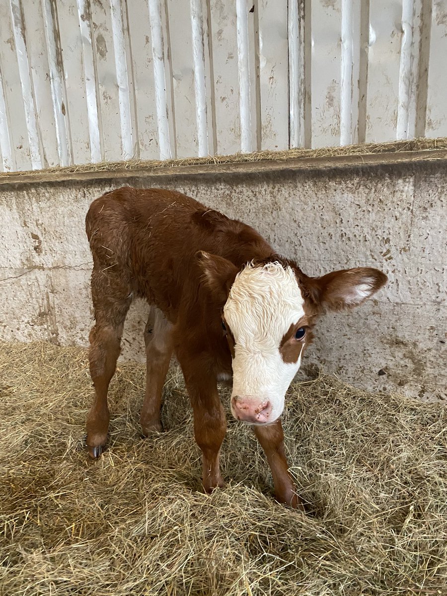 KimGlover88's tweet photo. @gregjames what about a shout out to all our farmers too??! #workinghardtoo #savinglives #staysafe https://t.co/YSIaEXcXnh