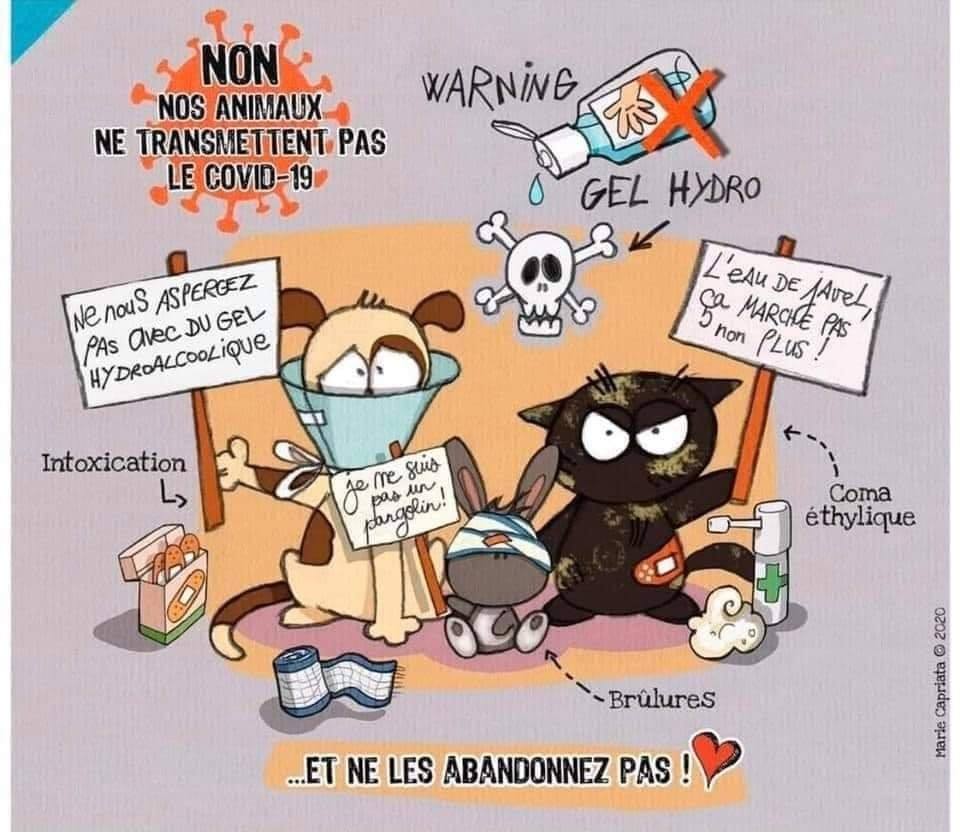 TinyDogShop's tweet photo. Et oui les animaux ne transmettent pas le #COVID2019 ! https://t.co/f4rhu1L9vm
