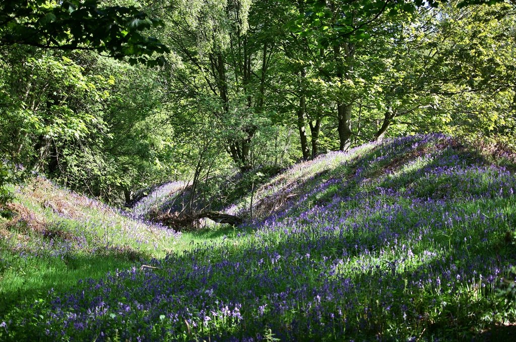 FordandEtal's tweet image. Although you can't visit at the moment we thought we'd share some springtime pictures for you to enjoy.