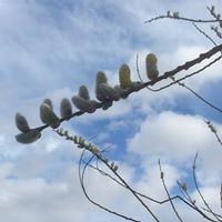 FordandEtal's tweet image. Although you can't visit at the moment we thought we'd share some springtime pictures for you to enjoy.