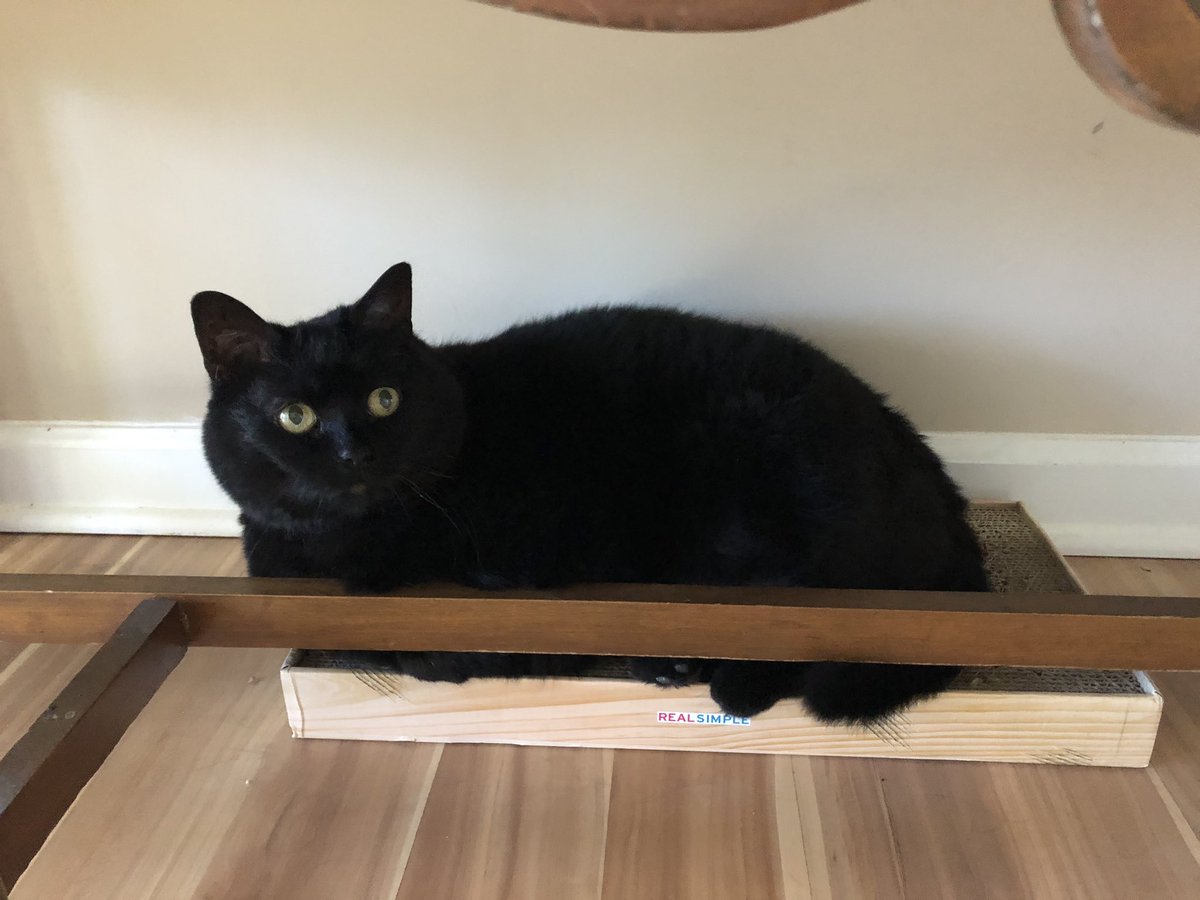 toesinthesand22's tweet photo. @BrianCooperGeo Duchess loves the $5 cardboard scratching box she got for Christmas #catnipincluded https://t.co/vsrCWYGMpC
