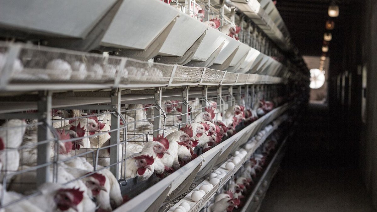 Clean Meat tweet media