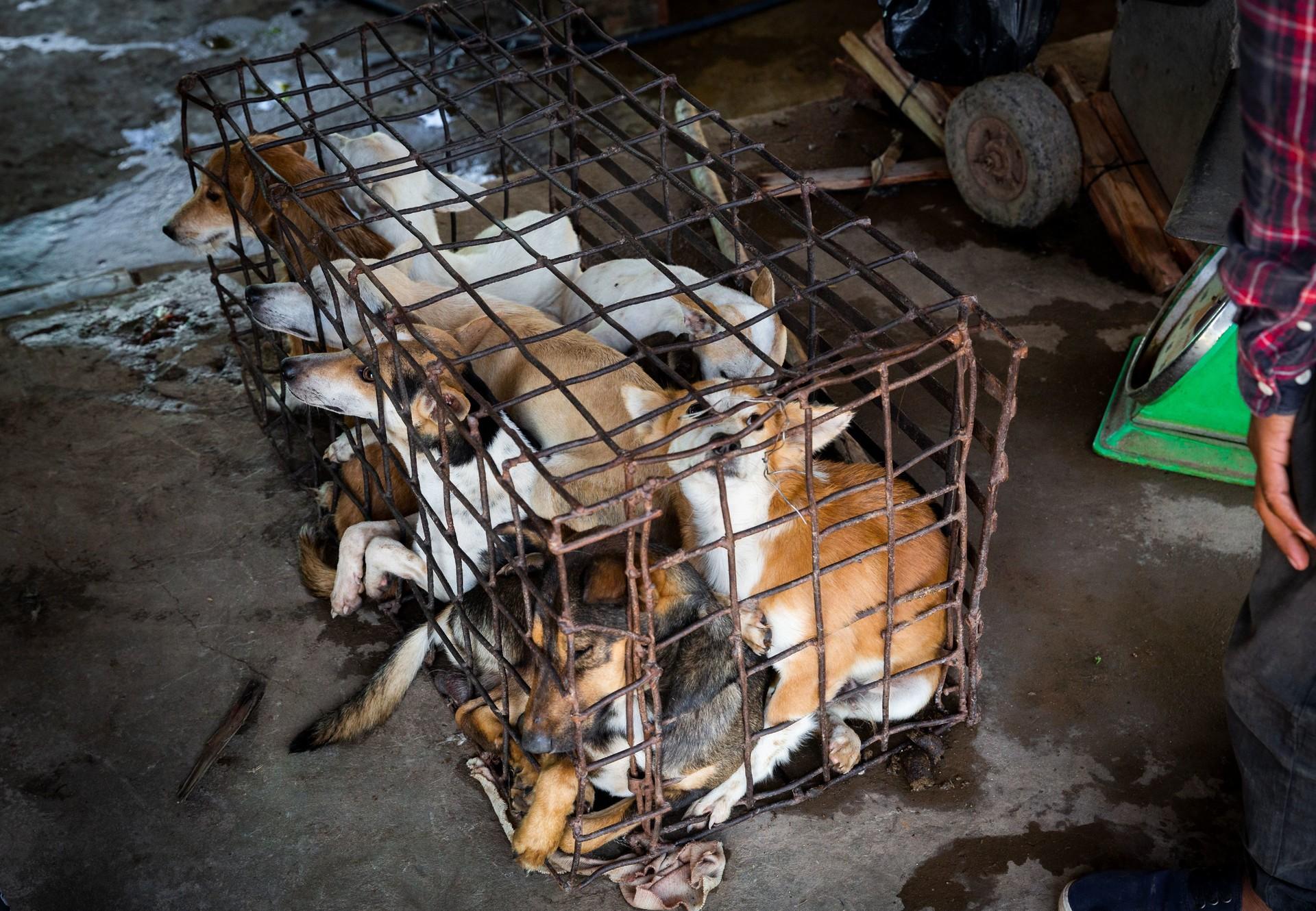 China eat cats sale