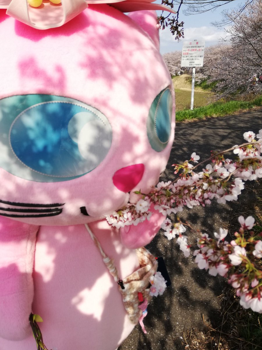 花ねこsakura Catrun Sakura Twitter