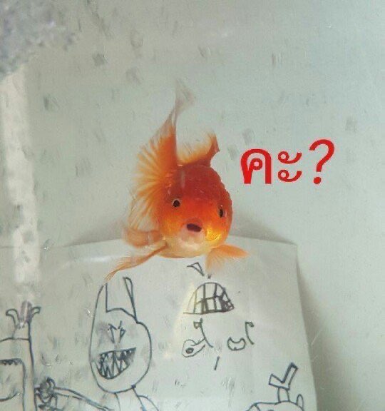 ซอยสี่ tweet media