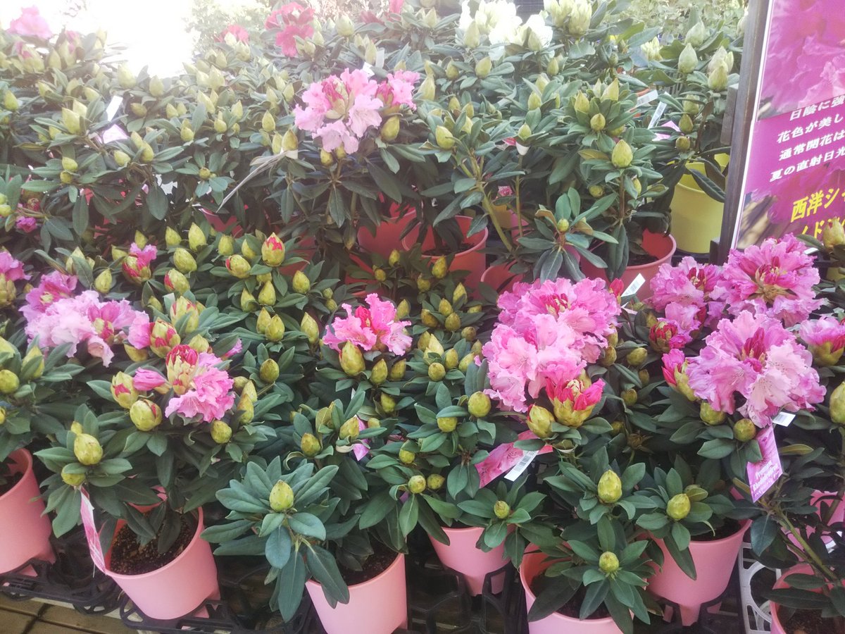 ジョイフル本田 ガーデンセンター على تويتر ガーデンセンター荒川沖店 1本の木で白 ピンク 赤の花色が混じる花桃の源平とピンク花のシャクナゲです 鉢植えでも地植えでも育てられるので お庭やベランダにいかがですか 花木 花桃 庭木 石楠花
