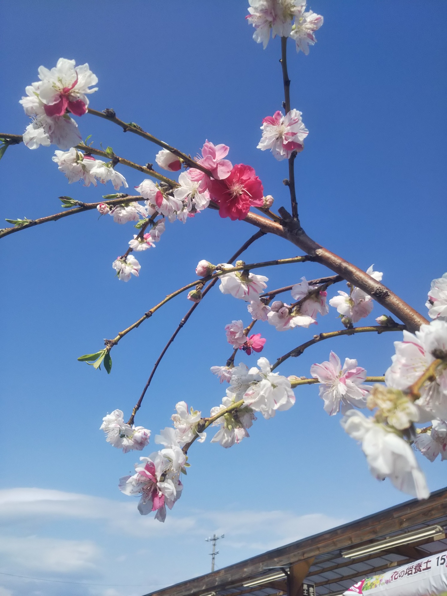 ジョイフル本田 ガーデンセンター ガーデンセンター荒川沖店 １本の木で白 ピンク 赤の花色が混じる花桃の源平とピンク花のシャクナゲです 鉢植えでも地植えでも育てられるので お庭やベランダにいかがですか 花木 花桃 庭木 石楠花
