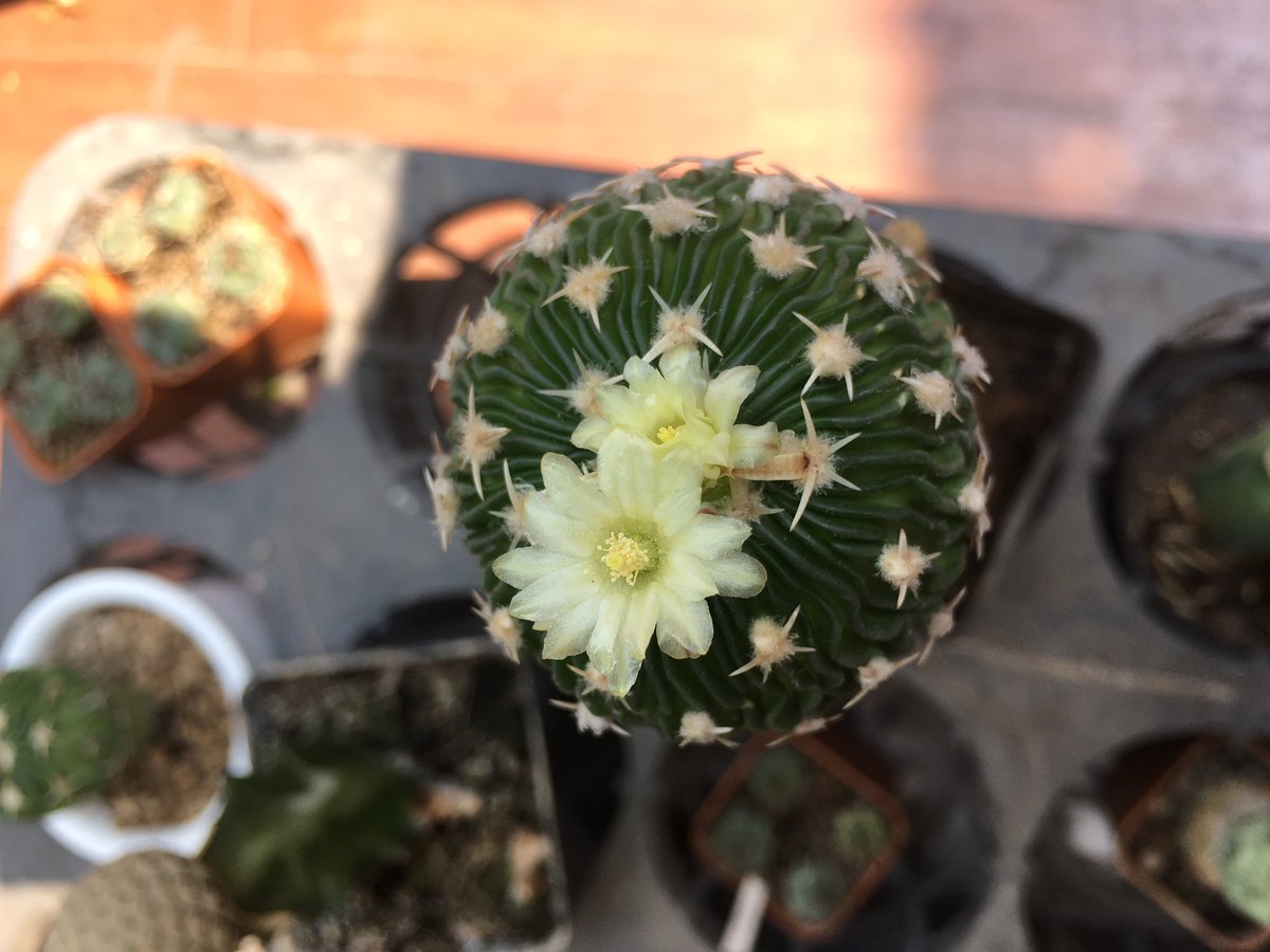 primetimezone1's tweet photo. #cactus #กระบองเพชร #echinofossulocactus blooming https://t.co/STfMZInQ2Q