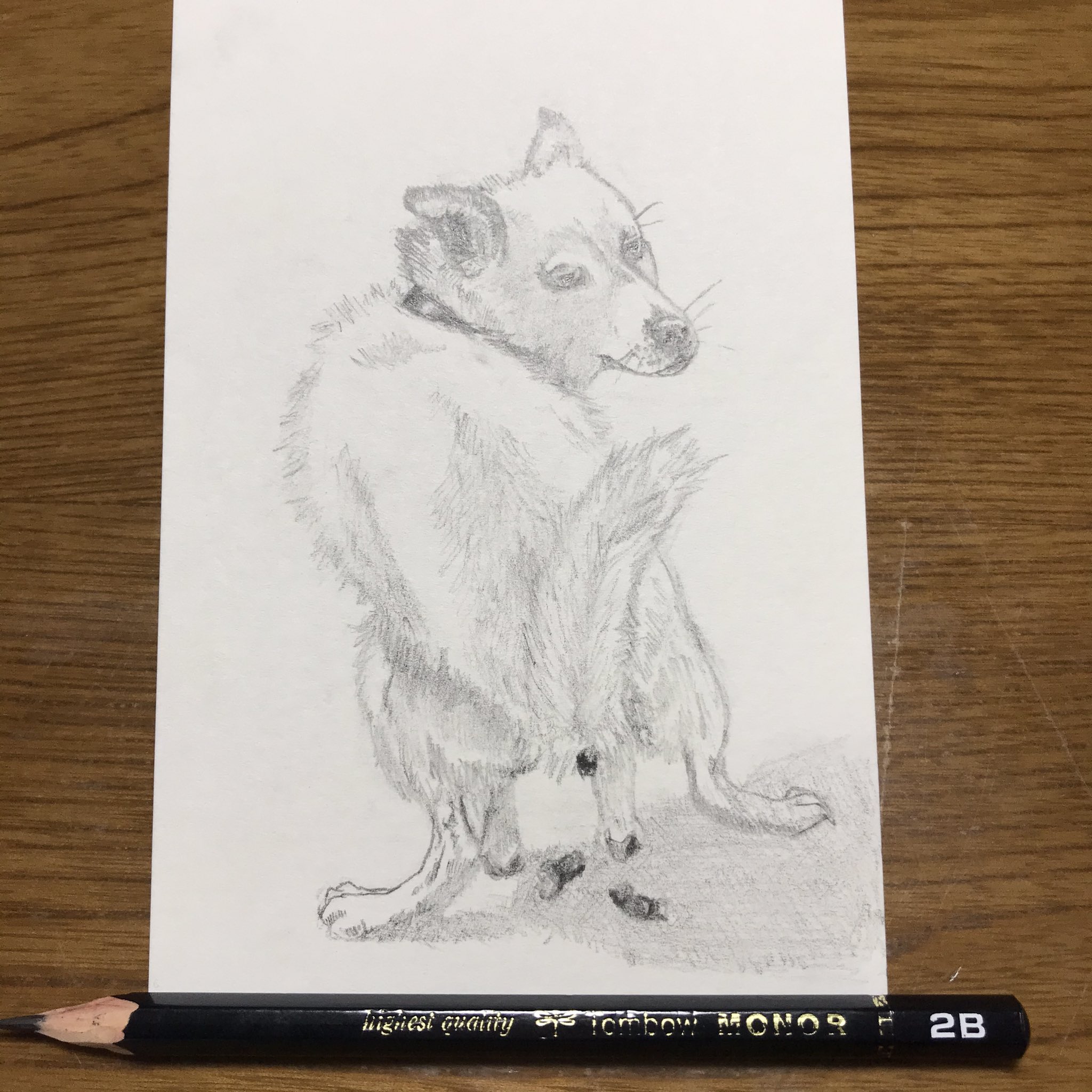 ヒロ Hero ドタバタと落ち着きなくポジションを決める 前足に体重を乗せ キバる体制を整えた後 なんとも言えない間抜けな顔で後ろを振り返るあの瞬間がたまらなく好きです その後 シャッシャッと土を後ろに蹴り上げるのはイラッとしますが