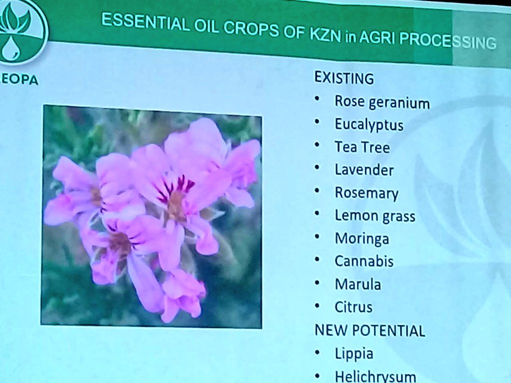 ..Regions supported by the climate in those regions to be favourable for spice production. This transcends to essential oils. I remember attending a meeting in December and I was shocked to realise how we are just walking past essential oils and the opportunity.