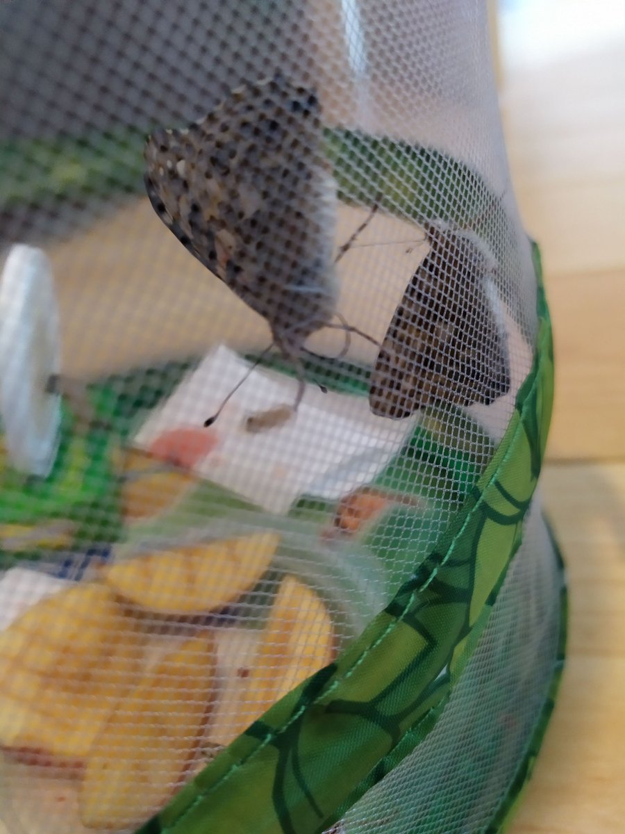 Room5Cronans's tweet photo. We have five healthy butterflies!They are slow moving around at the moment as it looks like they are letting their wings dry out. Once they begin to move a bit more, I will release them and they can go about feeding and eventually lay an egg to start to life cycle all over again https://t.co/md3srxvlwU