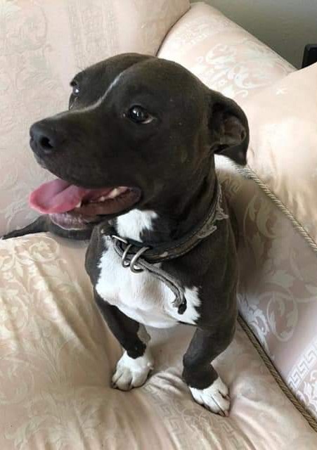 Lo encontraron por el Tec de Sta. Anita. <a href="/RescateAnimal/">Rescate Animal</a> <a href="/MascotasSismo/">Mascotas Sismo</a> <a href="/mascotasdifunde/">Difusión de mascotas</a> <a href="/Apoyo_Croqueton/">Apoyo Croquetón</a> <a href="/UbicapetMexico/">UBICAPET MÉXICO</a> <a href="/UbiCanApp/">UbiCan</a> No lo pueden tener porque ya tiene 5. Tal vez alguien lo busca.