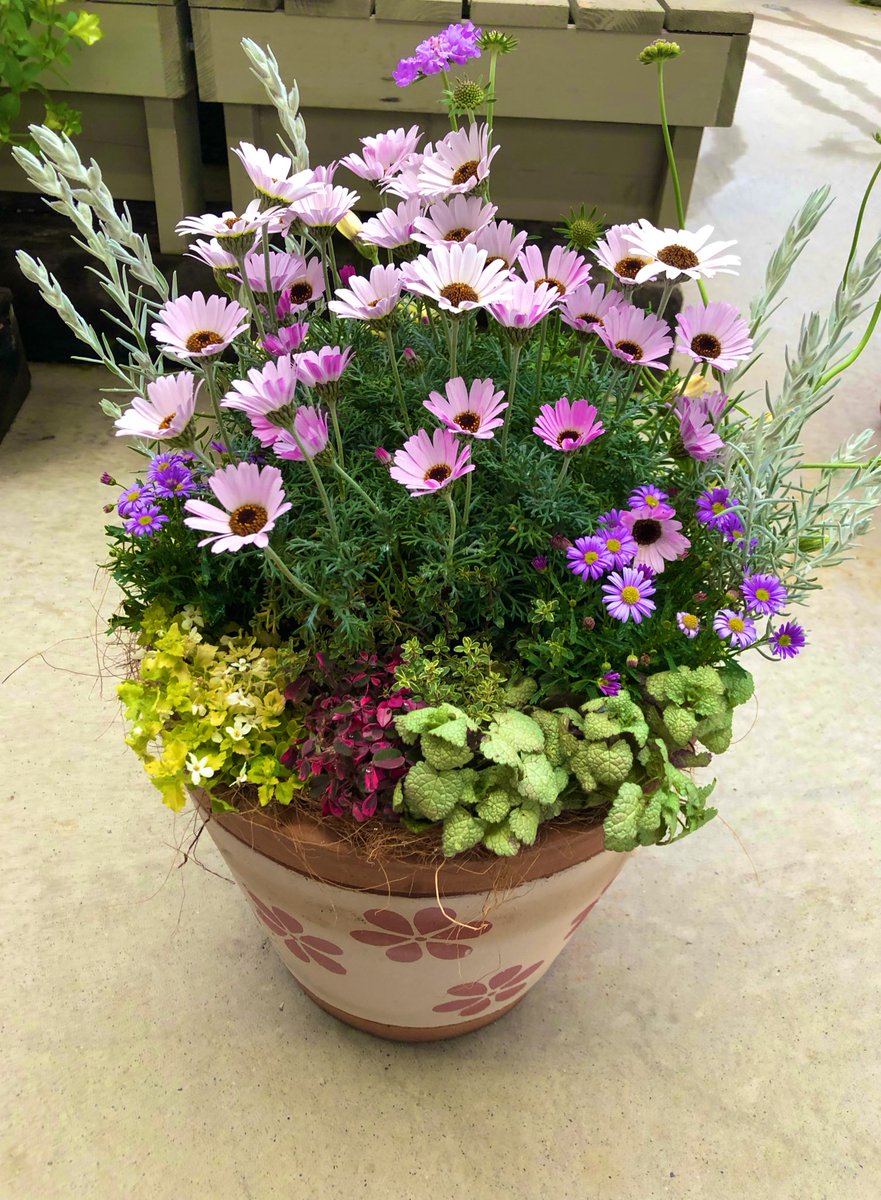 おれんじ にょ En Twitter 寄せ植えつくりました その 寄せ植え ローダンセマム エルフピンク スワンクリーム スカビオサ ハーレクイン エレモフィラ ニベア ブラキカム ラミウム オキザリス 雅 タイム ゴールデンタイム バコパ ライムバリエガータ