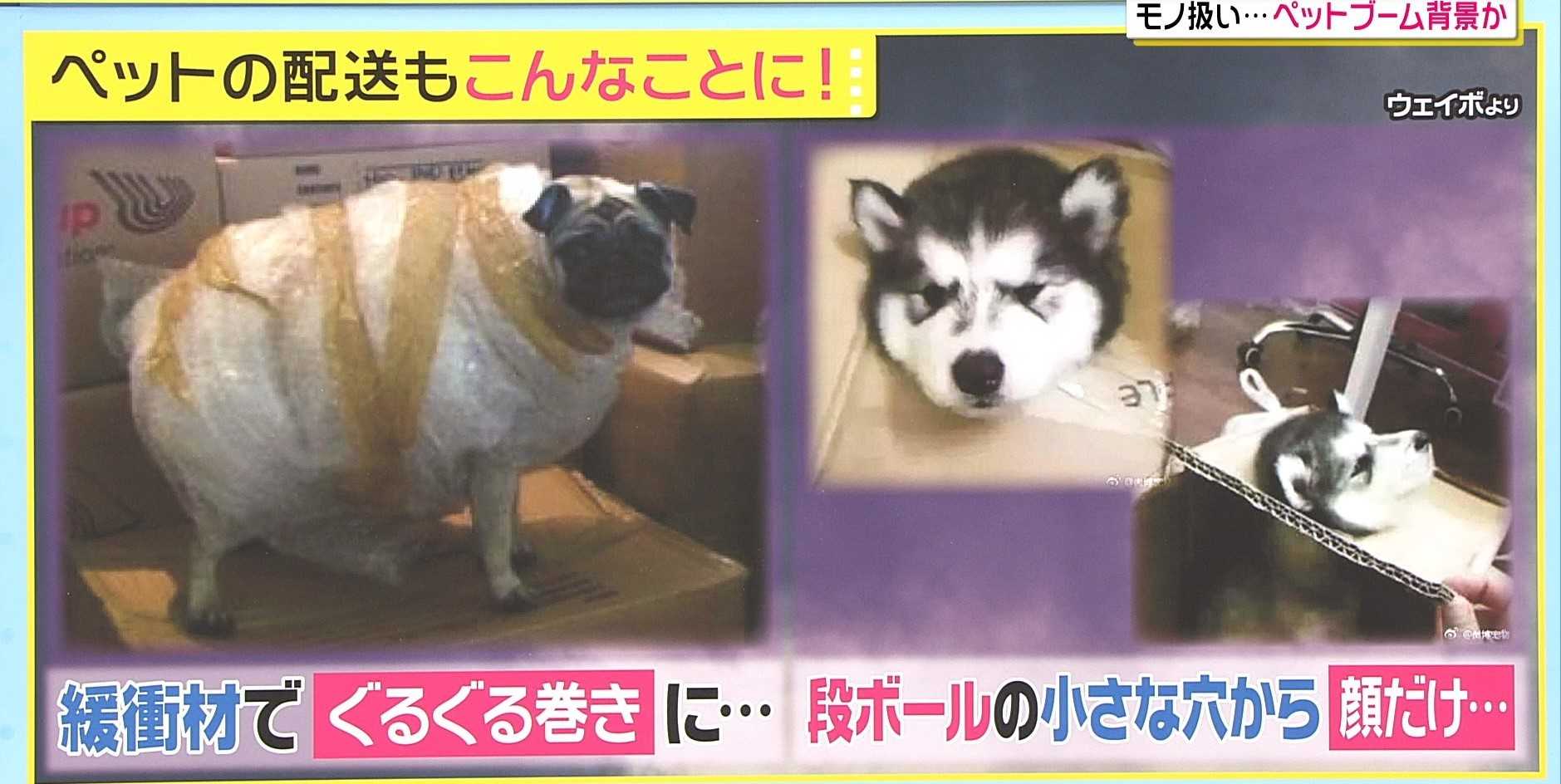 さえ 動物が宅急便で送られる 中国 頭を固定されダンボール箱に入れられたハスキー犬ちゃん 体をぐるぐる巻きにされ詰め込まれたパグちゃん インターネットで欲しいペットを注文すると一般の荷物と一緒に配達されます 最悪の場合亡くなることも考えられ