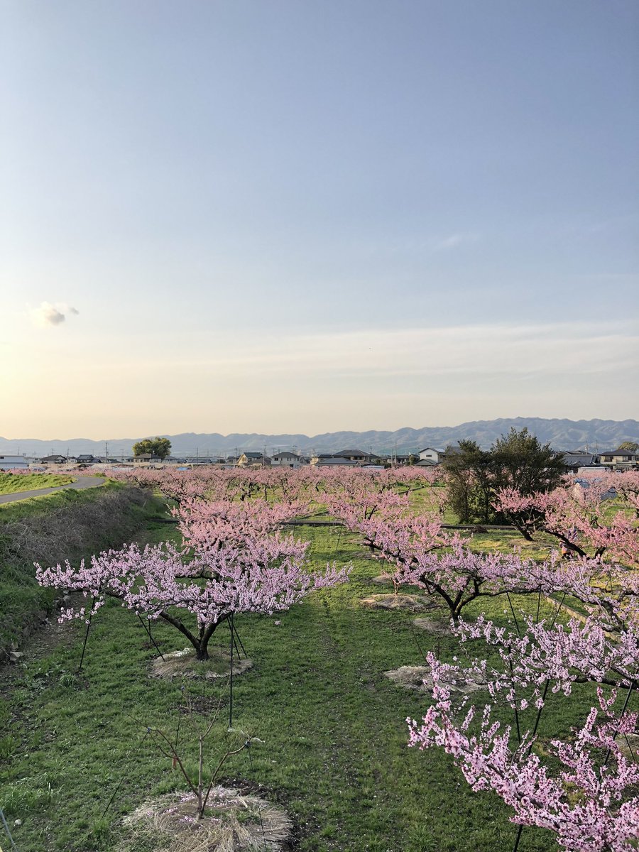 Kisen やっと青空の桃源郷 和歌山県紀の川市桃山町 和歌山 桃 お花見 桃源郷 花いっぱいプロジェクト Kisen やっと青空の桃源郷 和歌山県紀の川市桃山町 和歌山 桃 お花見 桃源郷 花いっぱいプロジェクト