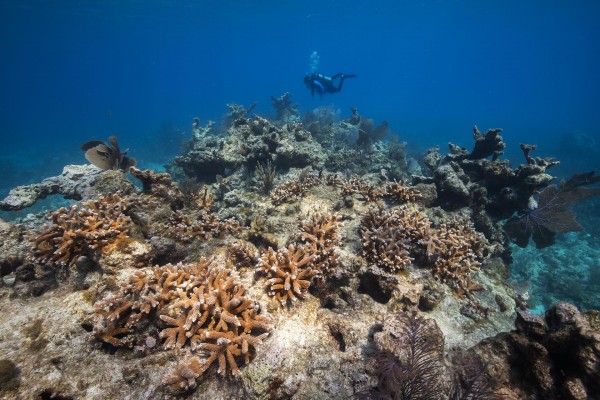 OceanScenic's tweet photo. Expectations VS. Reality
#TheSadTruth #Reality #CoralReefsDying #HelpTheOcean https://t.co/yar2OI2kdL