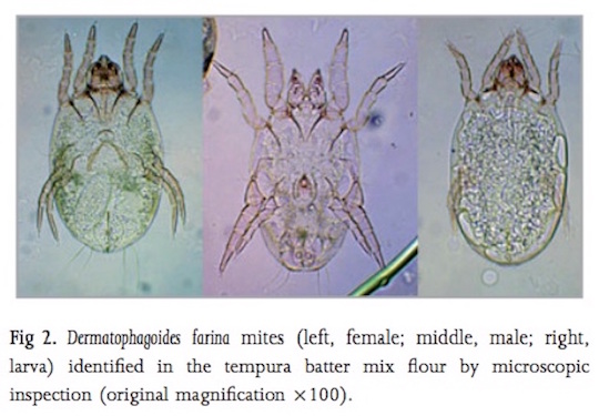 housedustmite's tweet image. House dust mites that infest wheat flour produce inhaled allergens that never see air! The mite&apos;s allergen Der p2 is thermostable, &amp;amp; resistant to digestion What mischief does it cause? See DOI:2478/rjr-2018-0001 #paedresp2020 @Anaphylaxiscoms @COPInterest #lunguk @Aller_MD