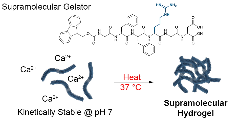 PalliThordarson's tweet photo. 1/2 We research self-assembly of nanomaterials based on amphiphilic (yes!) molecules. Our latest paper: A peptide that when heated to 37 ยฐC, forms a self-assembled gel supporting cellular growth - @jono_woj @docmartin_aus & team! @nanoscale_rsc #ozchem https://t.co/ST49LvsWWj https://t.co/jQk7ky5Zyo