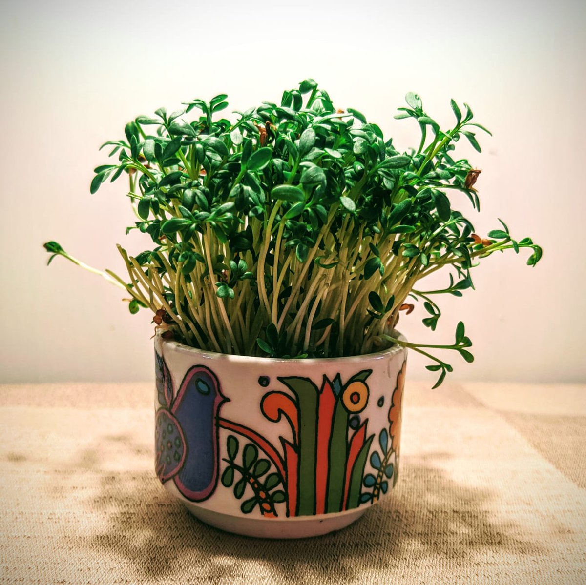 CottageCookbook's tweet photo. Need an easy grow your own project to do while you are self-isolating? Check out our post on how to grow cress: https://t.co/R1CzdTNcPk
#growyourown #Cress #Microgreens #EasterProjects https://t.co/0ACbMJkx4B