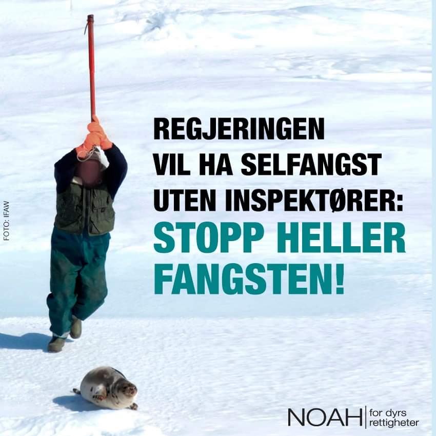Victoria_E_Lau's tweet photo. #stoppselfangsten2020 #stoppselfangsten #animalrightsonline #dyr #seler #selfangst #dyrsrettigheter #noahfordyrsrettigheter https://t.co/vDtUYTI02I https://t.co/hc4kz2vczs
