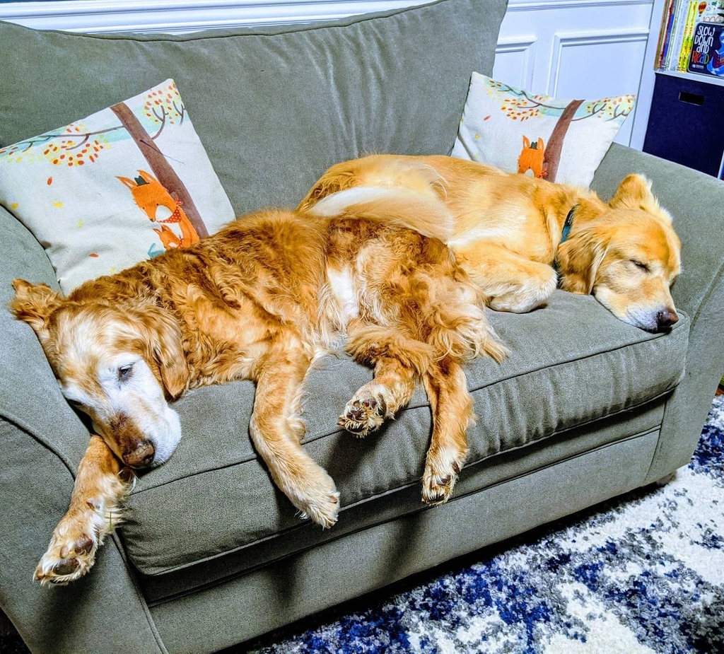 PasteyBean's tweet photo. While I work at home this is what the pups do...
#workfromhome #workingfromhome #staysafe https://t.co/SZn2xu6Xq7 https://t.co/yb7JNZNhUp
