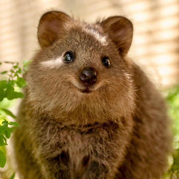 Small furry marsupial the size of the cat, brown with fur and smiling