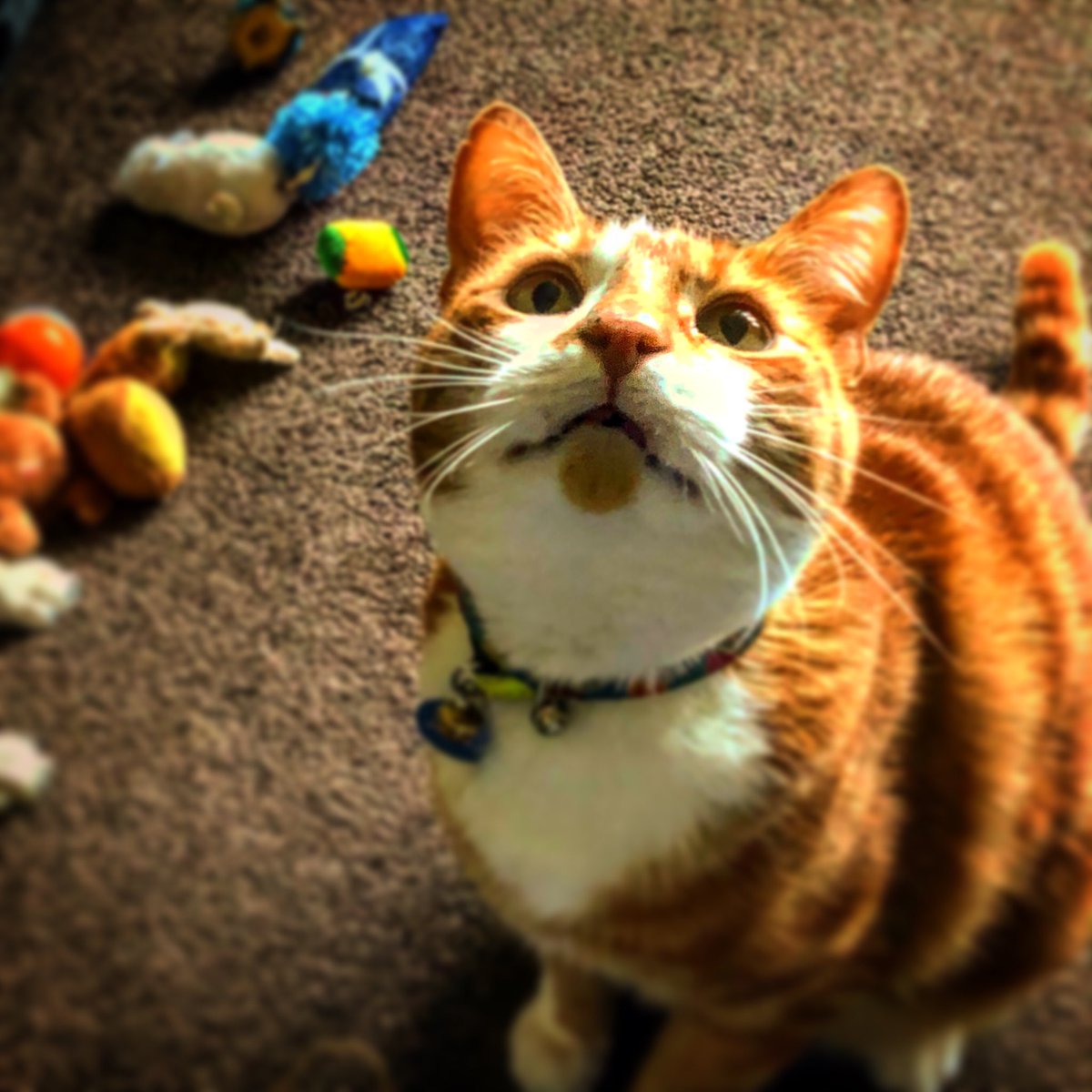 TheJaspeee's tweet photo. Smile 😸 #CatsOfTwitter #CatsOfTheQuarantine #catsofinstagram #cats_of_instagram #catsonlockdown #catsoftiktok #smileycat #catslife #catslover #GlamourModelCatsOfTwitter #popularcat IG Thejaspeee https://t.co/fc5Wr73QRi