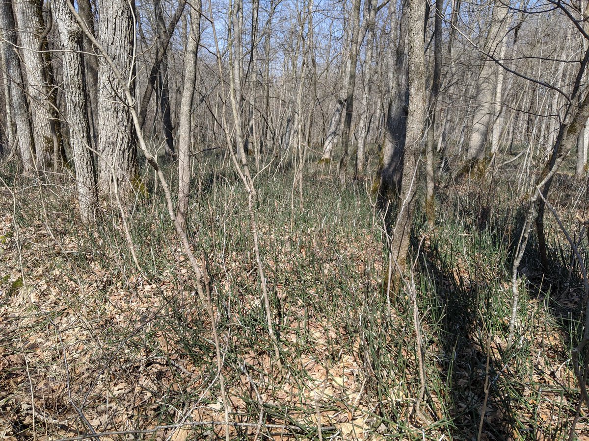 Goodbye, Nerstrand! It's been real.I'll have to come back when the vegetation is more active. – at  Nerstrand Big Woods State Park