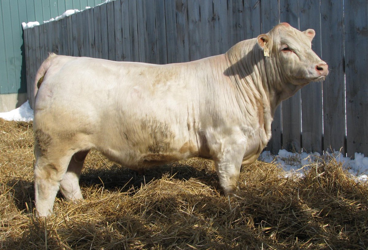 brent saunders (@brents17) on Twitter photo JSR Gannon 44G, JSR Estrada son out of a time tested and proven Made Easy dam. Homozygous polled, 1538lbs 40 cm scrotal. 80lb BW, would be a good fit for some heifers. Lot 15 on <a href="/DVAuction/">DV Auction</a> April 4th 2pm JSR Gannon 44G, JSR Estrada son out of a time tested and proven Made Easy dam. Homozygous polled, 1538lbs 40 cm scrotal. 80lb BW, would be a good fit for some heifers. Lot 15 on <a href="/DVAuction/">DV Auction</a> April 4th 2pm