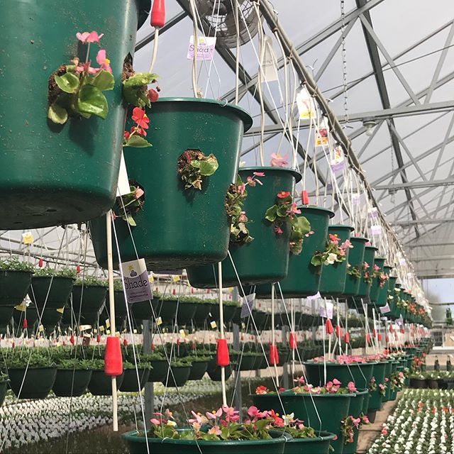 GoebbertsPatch's tweet photo. The flowers are slowly starting to move over to our garden center in South Barrington, but we enjoy these views each day! https://t.co/uiziMjNgYy