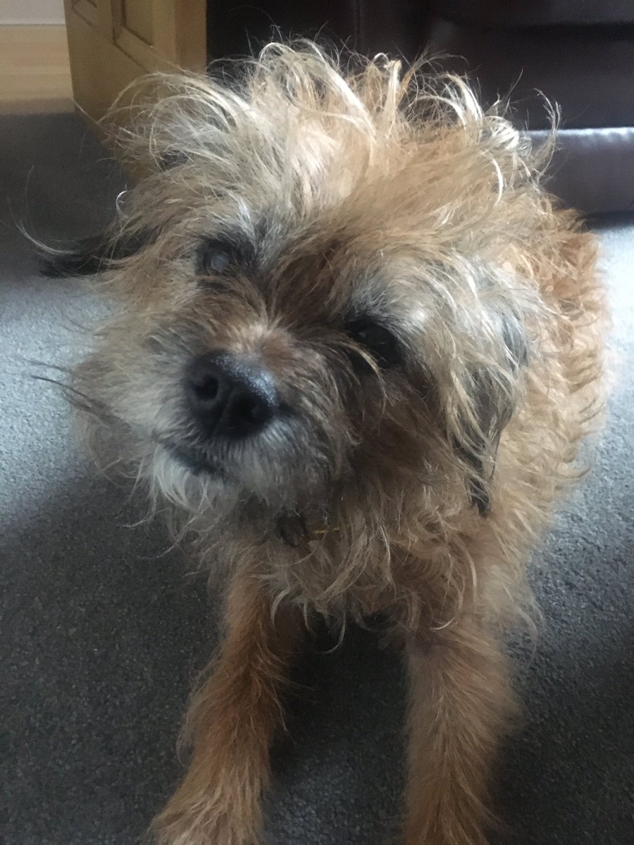 TedtheBorder13's tweet photo. Genuinely struggling to control my hair today .... https://t.co/9cJrvc9bJZ