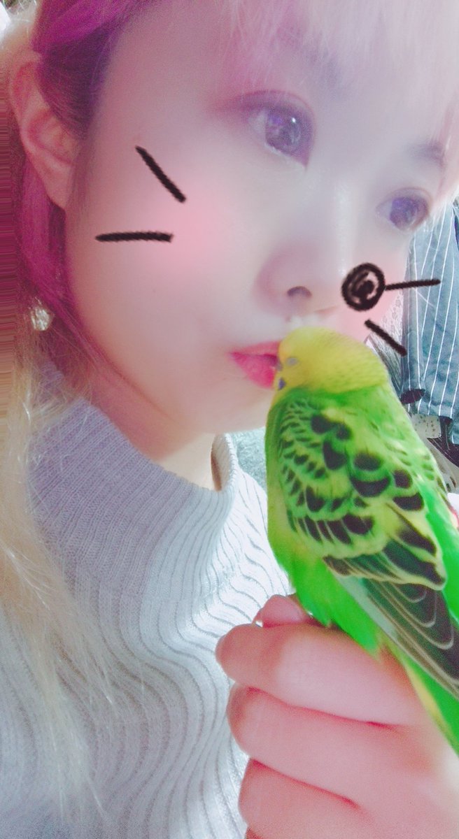 O Xrhsths 長月翼໒ Sto Twitter おしゃべりを強要してきといて自分は遊び疲れて寝る ˇwˇ ｽﾔｧ この後めちゃくちゃ静かに鳥かごに入った ぷちょのすけ セキセイインコ セキセイインコのいる生活
