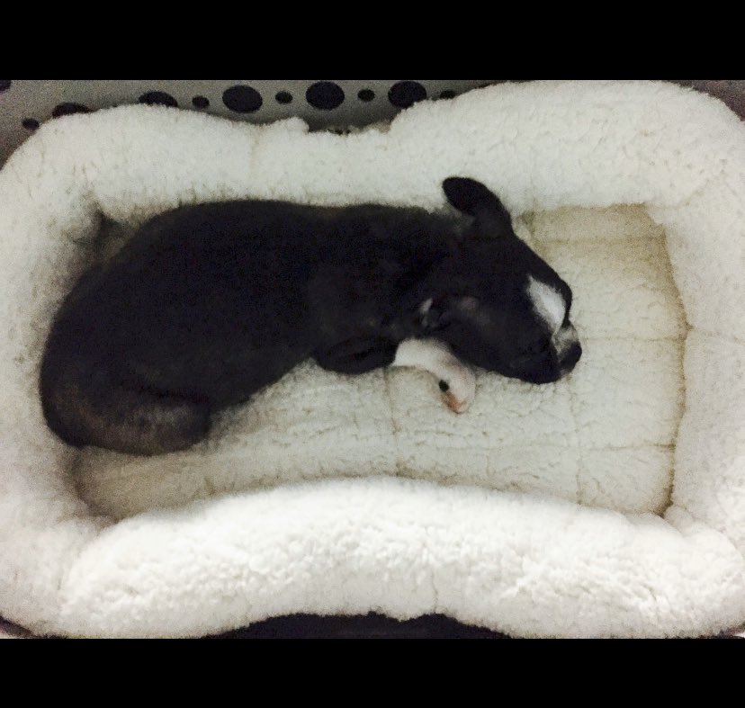 MrsTATLEE's tweet photo. Thinking back to June 2015 when we brought Tobias home 🐶 - he was so little!!
Today is his #birthday so he’s my #ThrowbackThursday spotlight.
#CWHSVirtualWeek #CWHSathome https://t.co/xG64tyxRzC