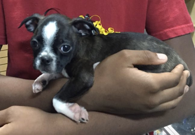 MrsTATLEE's tweet photo. Thinking back to June 2015 when we brought Tobias home 🐶 - he was so little!!
Today is his #birthday so he’s my #ThrowbackThursday spotlight.
#CWHSVirtualWeek #CWHSathome https://t.co/xG64tyxRzC