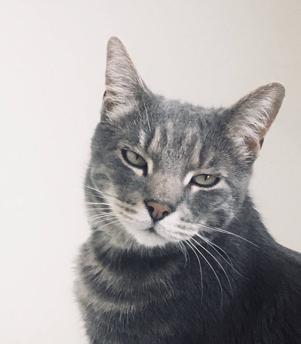 For all the attendees of my webinar session today on #servicedesign ⁦<a href="/forrester/">Forrester</a>⁩ who heard a loud miauw coming from my mic during Q&amp;A... here’s the #evidencing of my unexpected co-presenter. He does not feel sorry 🤷‍♀️