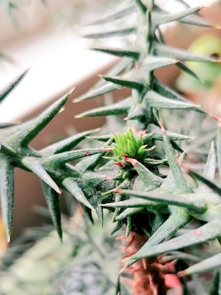MaxLarter's tweet photo. Oooh, it's spring time for my tiny spiny araucaria - Norfolk Island #NotAPine https://t.co/zGXJyOvIO6