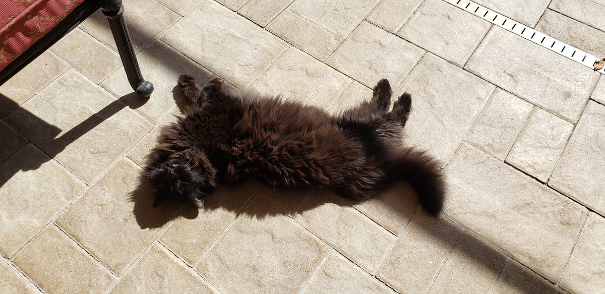 leahkmw's tweet photo. Just a giant happy floof 💖 https://t.co/T3c6bPpHB1