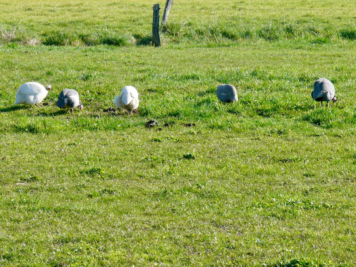 Poelepetaten, Parelhoenders achter het huis. #Groesbeek <a href="/kiekdor/">kiekdor</a>