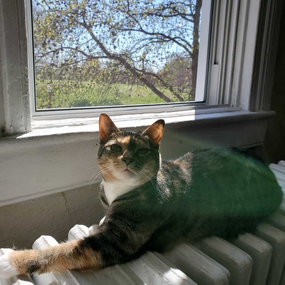 PaversWallsMD's tweet photo. Iris catching some rays. ☀️ https://t.co/grx8sTapiv