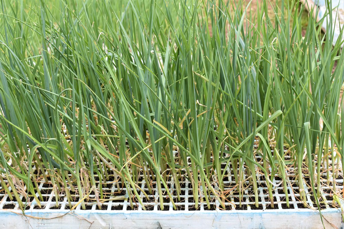 terras_miranda's tweet photo. #Puerro 🌱e #leitugaroja, últimas adquisicións en pranta 👩‍🌾🧑‍🌾 https://t.co/IC4DqtpId3